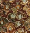 Composite Plate Of Agatized Ammonite Fossils #107211-1